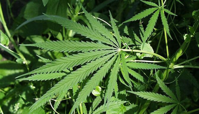 Encore's Tom Walker discusses DC-area marijuana dependence with WQKZ radio